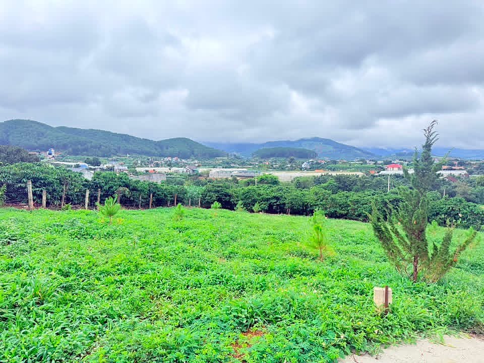 Mặt lô đất Từ Liêm nhìn ra thung lũng, đồi thông xen vườn cà phê